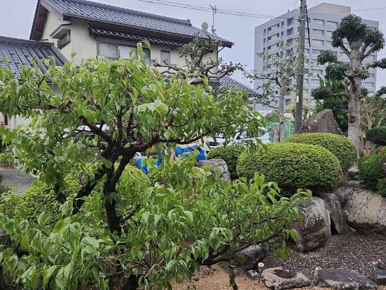 9月21日月曜日🪴