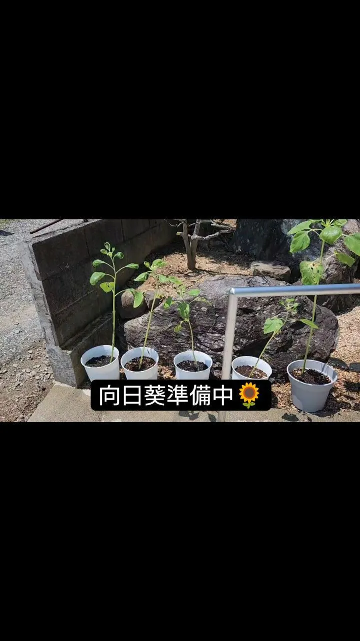 4植えにしていた向日葵🌻を一鉢ずつに分けています🌻大きな向日...